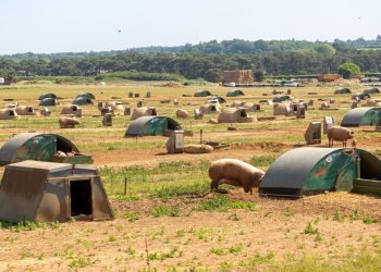 This British farm is running AI on pig muck — and it could lead to a major windfall for farmers energy income, earning ten times more than the grid