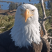 Bald eagle Jackie rescued after fight with other birds