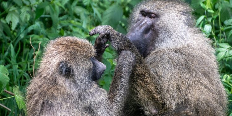 Monkeys are surprisingly good at geometry