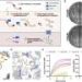 Engineered enzyme erases a stubborn mark of aging by up to 70% in human tissue samples