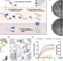 Engineered enzyme erases a stubborn mark of aging by up to 70% in human tissue samples