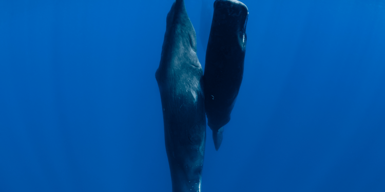 Sperm whales blow bubbles to help them nap