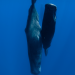 Sperm whales blow bubbles to help them nap