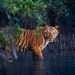 18 stunning wildlife images from the Mangrove Photography Awards