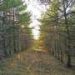 Unwritten social rules, not government oversight, help keep forest land sustainable