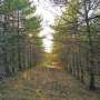 Unwritten social rules, not government oversight, help keep forest land sustainable