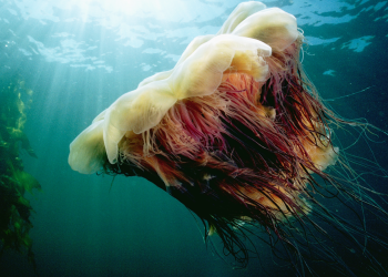World’s largest jellyfish spotted near Cape Cod