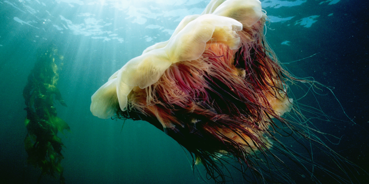 World’s largest jellyfish spotted near Cape Cod