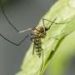 Murray Valley encephalitis can be fatal. With no vaccine, here’s how to stay safe