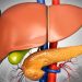 Enhanced MRI Tops Ultrasound in Catching Early Liver Cancer