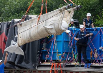 Inside the Wild Rescue Mission That Took 4 Beluga Whales to Chicago