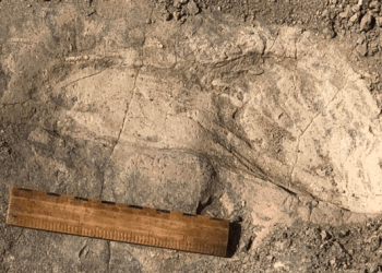 Mysterious Human Relative Was Bigger Than Previously Thought