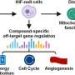 Common anemia medication shows unexpected potential in cancer treatment