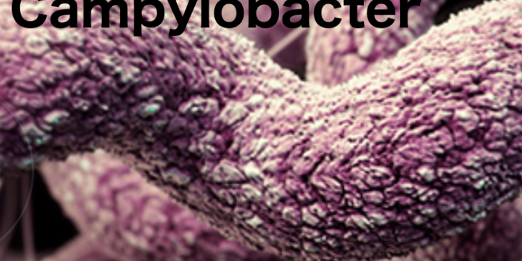 Rise in Campylobacter positive flocks in Norway