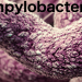 Rise in Campylobacter positive flocks in Norway
