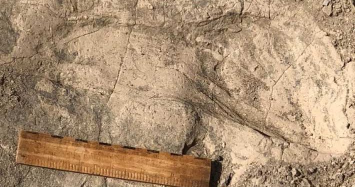 Ancient Footprints in Kenya Hint at Bigger Bodies and Group Behavior among Early Human Relatives
