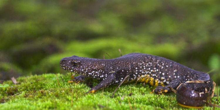 Updated: Defra, Natural England, seek your newt experiences