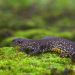 Updated: Defra, Natural England, seek your newt experiences