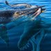 40-foot-long Kronosaurus ate a 23-foot-long marine reptile who ate a pterosaur, fossil shows