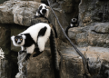 Rare twin lemurs born at New York’s Central Park Zoo