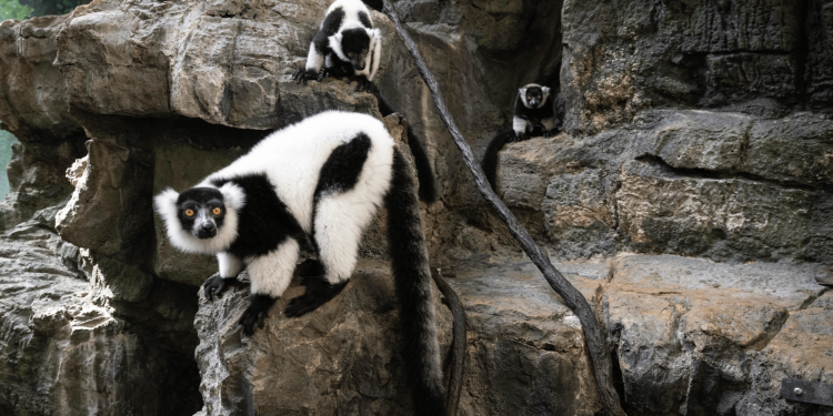 Rare twin lemurs born at New York’s Central Park Zoo
