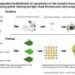 Three-dimensional visualization of nanoplastic distribution in the neonatal mouse brain