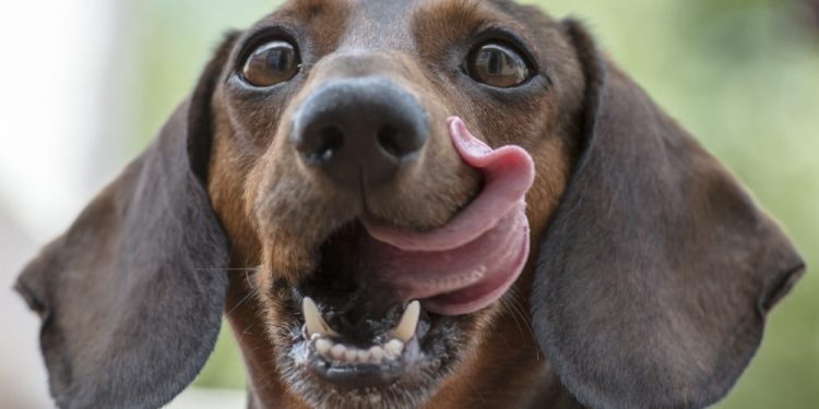 Raw Energy expands recall of pet food because of Listeria test results