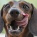 Raw Energy expands recall of pet food because of Listeria test results