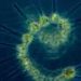 New report highlights health of the UK’s plankton communities