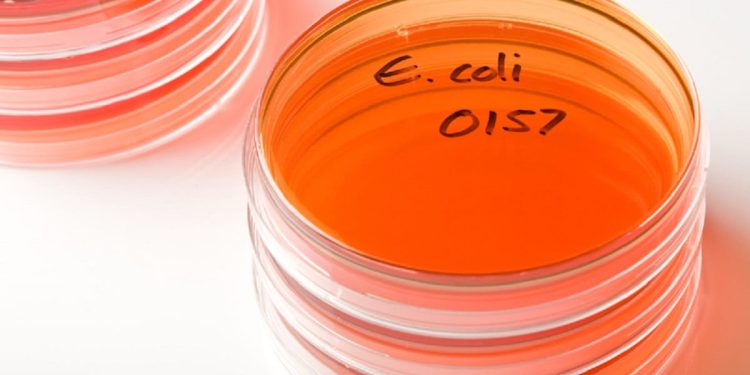 USDA posts warning about beef kofta linked to E. coli outbreak