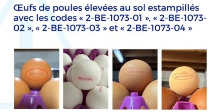 Salmonella egg outbreak sickens 230 in Belgium