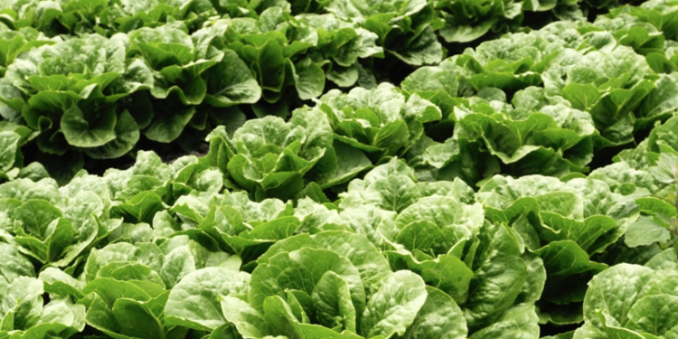 Bill Marler is right about food safety — but here’s what he left out