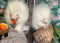Rare baby albino porcupine rescued in Maine