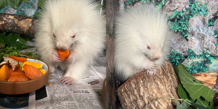 Rare baby albino porcupine rescued in Maine