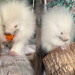 Rare baby albino porcupine rescued in Maine
