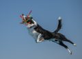 35 delightful images from the 2026 International Pet Photography Awards