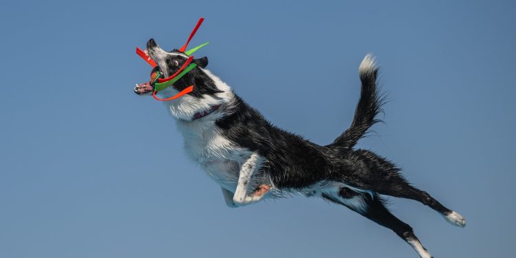 35 delightful images from the 2026 International Pet Photography Awards