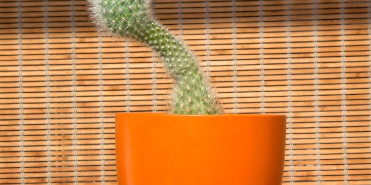 Thorny Questions About Your Penis…No Embarrassment Here
