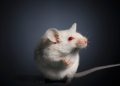 Wildlife center needs 31,725 frozen mice a year