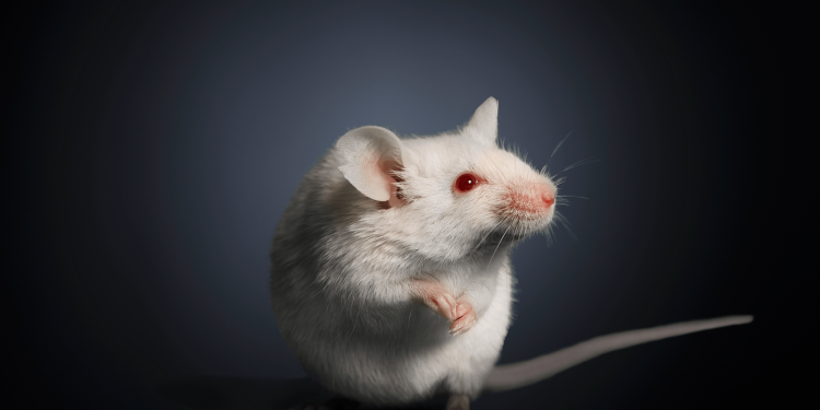 Wildlife center needs 31,725 frozen mice a year
