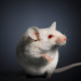 Wildlife center needs 31,725 frozen mice a year