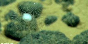 How to watch a live deep-sea exploration in the Pacific
