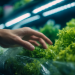 Polls Taken as Cyclospora Cases Passed 20,000 Show U.S. Food Safety Confidence at Record Lows. European, British and Canadian Measures Are Flat or Rising.
