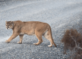 Pumas can help prevent car crashes