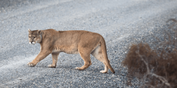 Pumas can help prevent car crashes