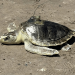 Rescued sea turtle named Pancake swims to hot hangout for young turtles