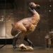 Dodo Skulls Shatter the Cliché of the Bird's Stupidity, Revealing New Clues About Its Behavior Before Extinction