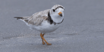 Piping plover beats the odds after losing feet in fishing line