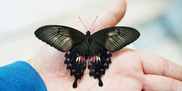 How Butterfly Wings Could Make Solar Panels Up To 66% More Efficient