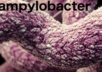 Scientists analyze spread of Campylobacter